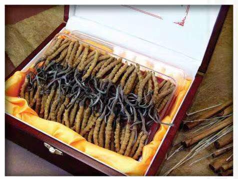 龙潭冬虫夏草回收